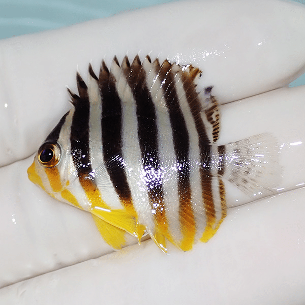 【現物2】ヒレかけあり シマヤッコ 3.7cm±