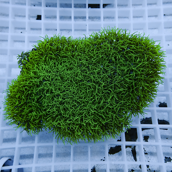 【サンゴ現物2】スターポリプ