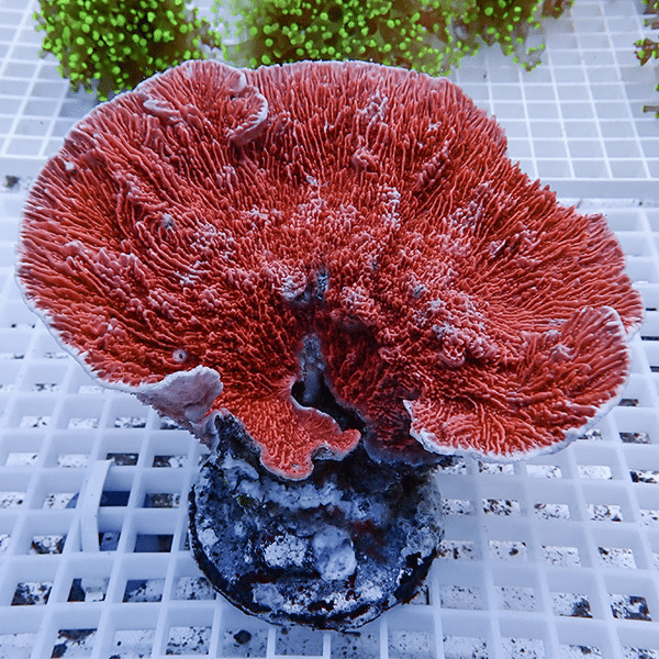 【サンゴ現物2】ウスコモンサンゴ ブリード