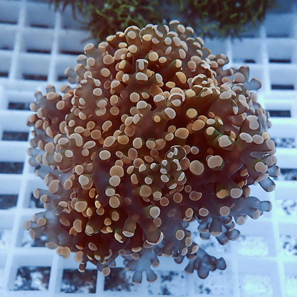 【サンゴ現物2】タコアシサンゴ フラグ