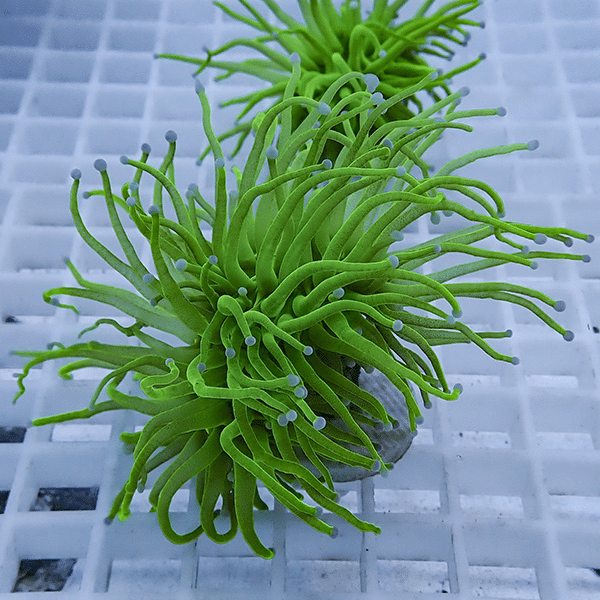 【サンゴ現物2】フラワーコーラルフラグ