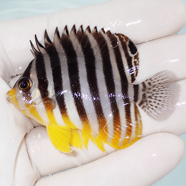 【現物2】シマヤッコ 6cm±