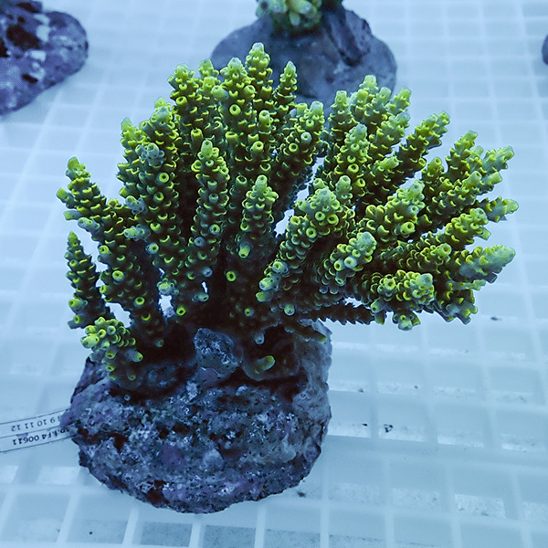 【サンゴ現物32】ブリードミドリイシ