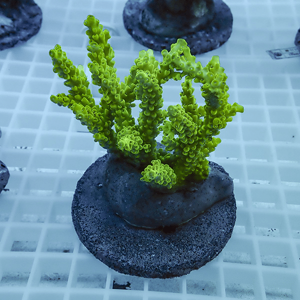 【サンゴ現物34】ブリードミドリイシ