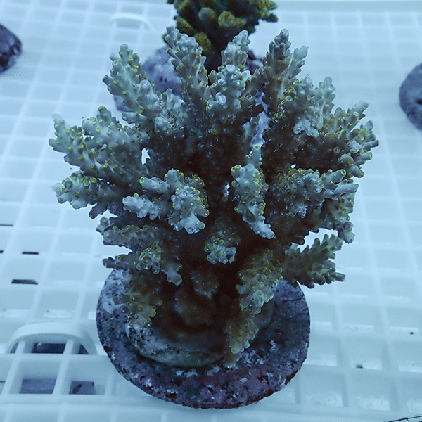 【サンゴ現物35】ブリードミドリイシ