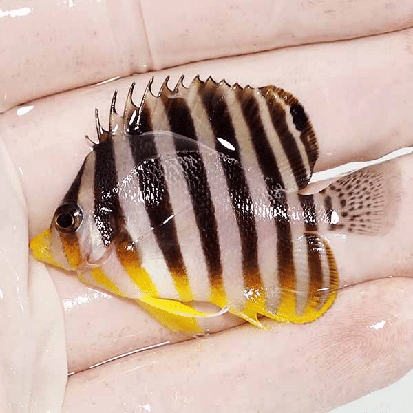 【現物3】シマヤッコ 5cm±