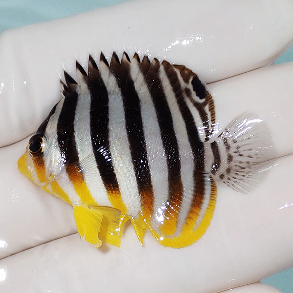 【現物3】シマヤッコ 4.2cm±