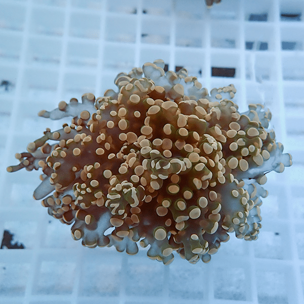 【サンゴ現物3】タコアシサンゴ フラグ