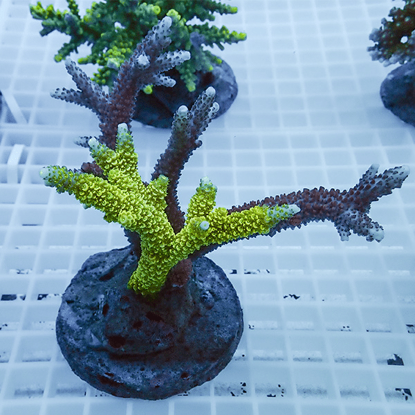 【サンゴ現物40】ブリードミドリイシ