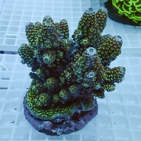 【サンゴ現物42】ブリードミドリイシ