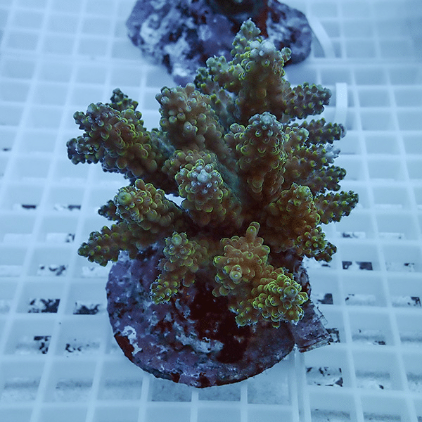 【サンゴ現物43】ブリードミドリイシ