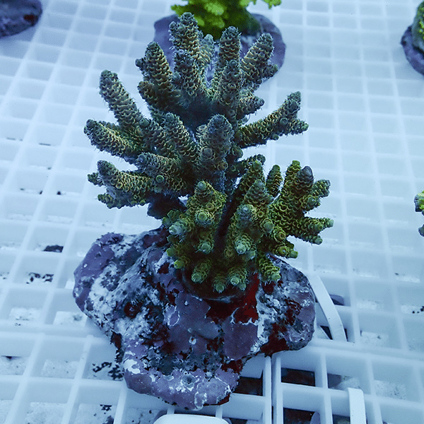 【サンゴ現物44】ブリードミドリイシ