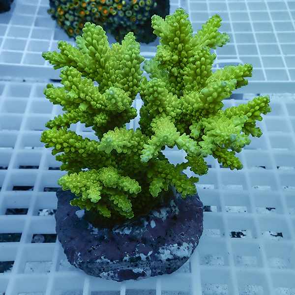 【サンゴ現物45】ブリードミドリイシ