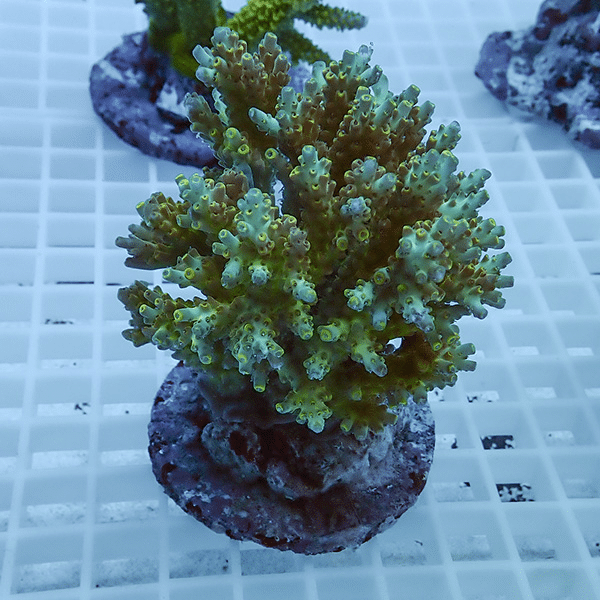 【サンゴ現物46】ブリードミドリイシ