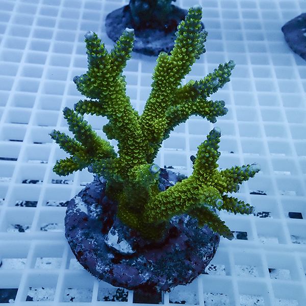 【サンゴ現物47】ブリードミドリイシ