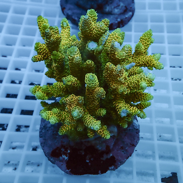 【サンゴ現物49】ブリードミドリイシ