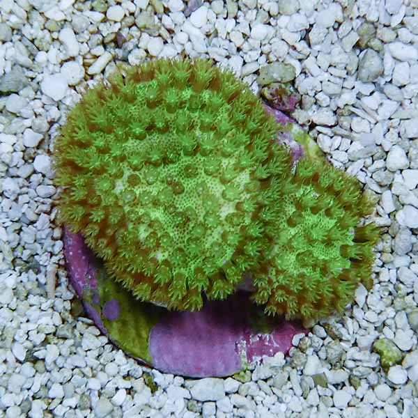 【サンゴ現物4】ウミキノコ メタリックグリーン2個付き 4-3cm