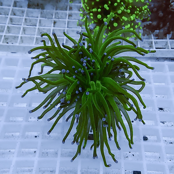 【サンゴ現物4】フラワーコーラルフラグ