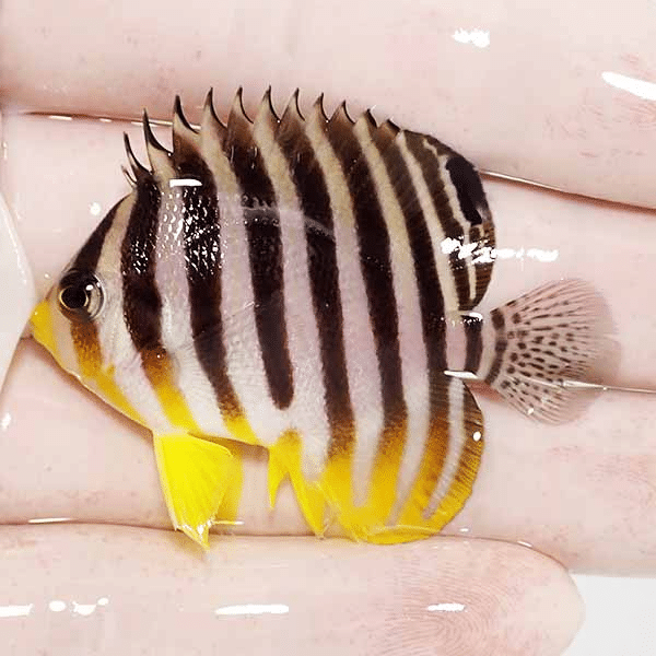 【現物4】シマヤッコ 5.5cm±