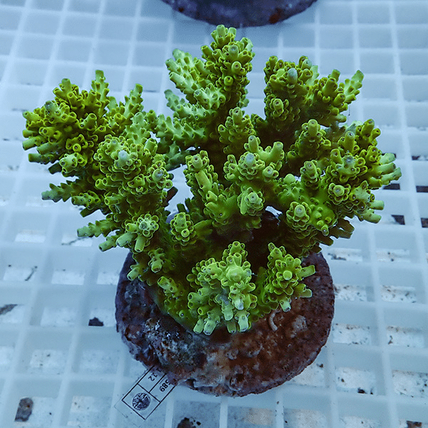 【サンゴ現物4】ブリードミドリイシ