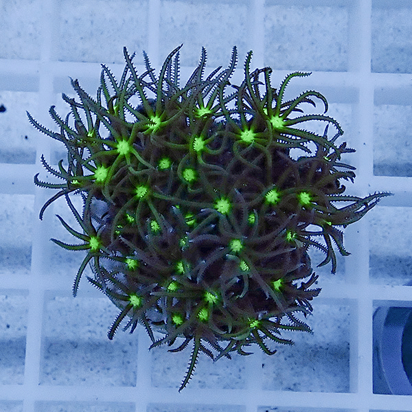 【サンゴ現物4】スターポリプ フラグ