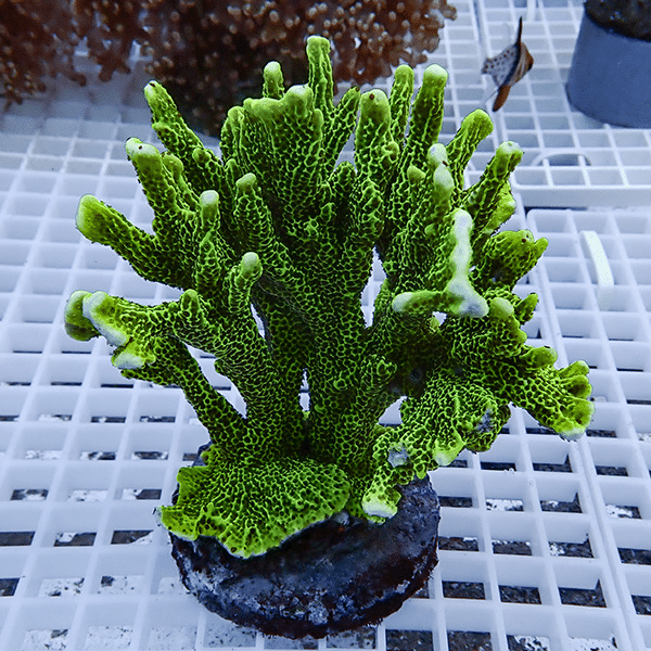 【サンゴ現物4】エダコモンサンゴ ブリード