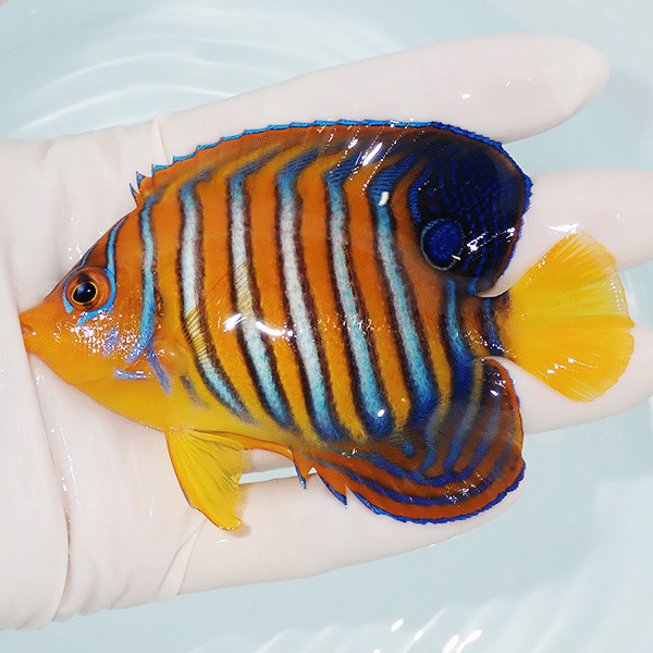 【現物4】モルディブ産インドニシキヤッコ 9.5cm±