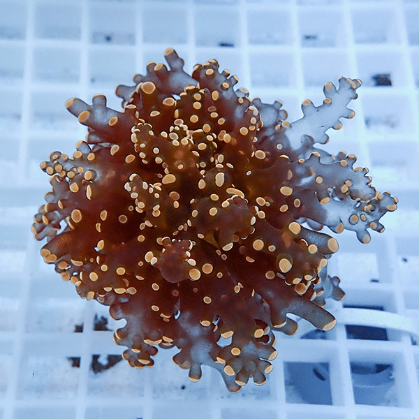 【サンゴ現物4】タコアシサンゴ フラグ