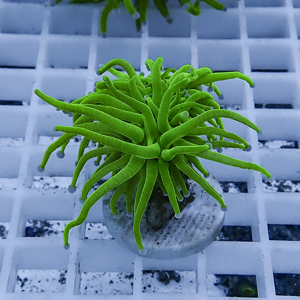 【サンゴ現物4】フラワーコーラルフラグ