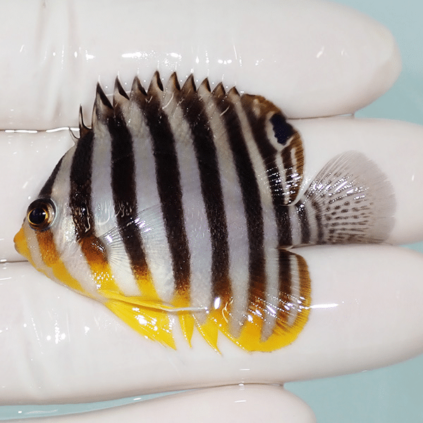 【現物4】シマヤッコ 5cm±