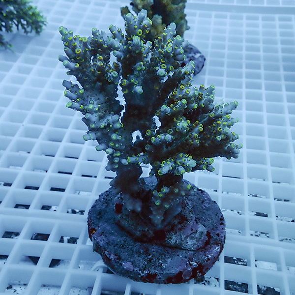 【サンゴ現物50】ブリードミドリイシ