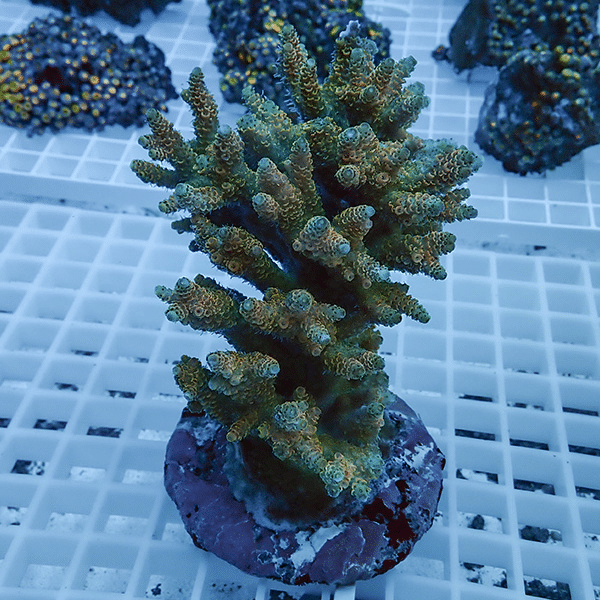 【サンゴ現物51】ブリードミドリイシ