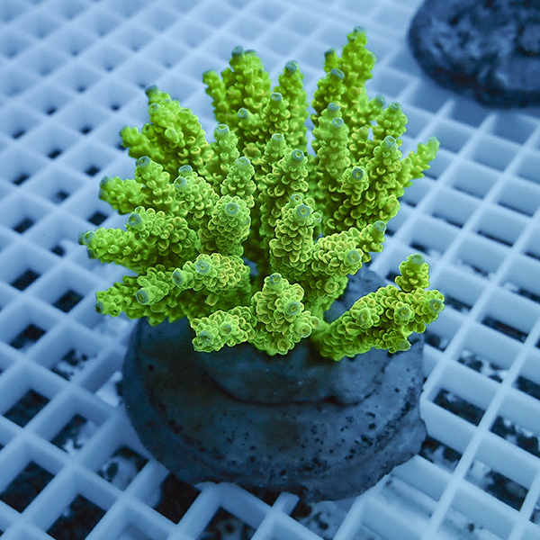 【サンゴ現物52】ブリードミドリイシ