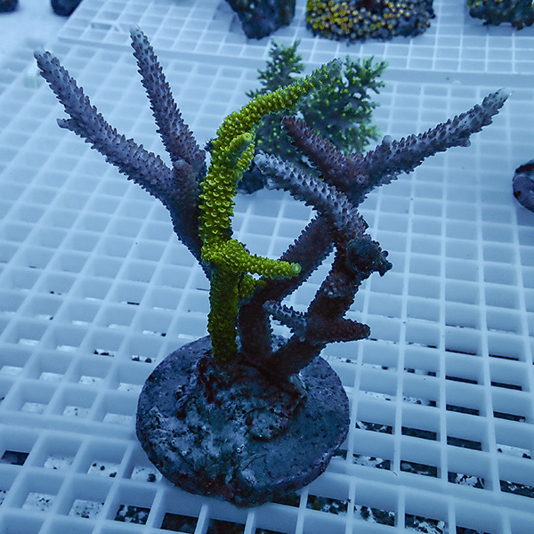 【サンゴ現物53】ブリードミドリイシ