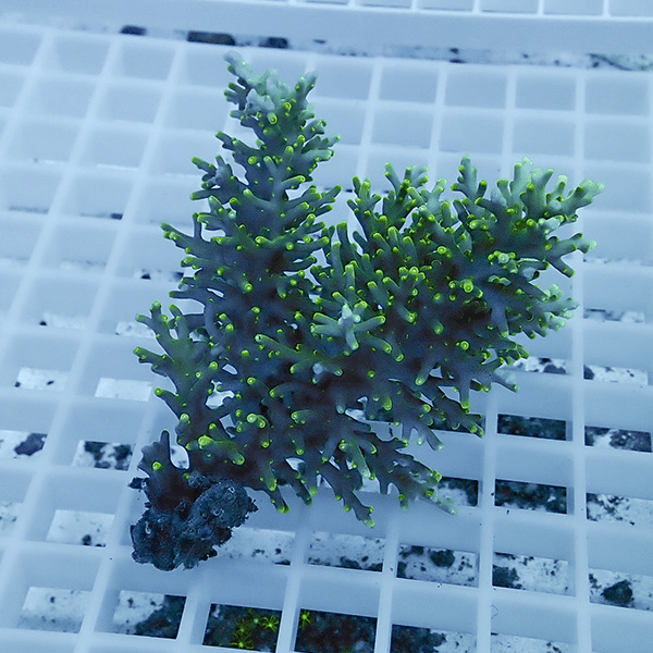 【サンゴ現物54】土台なし ブリードミドリイシ