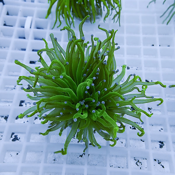 【サンゴ現物5】フラワーコーラルフラグ