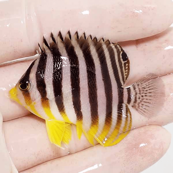 【現物5】シマヤッコ 5.5cm±