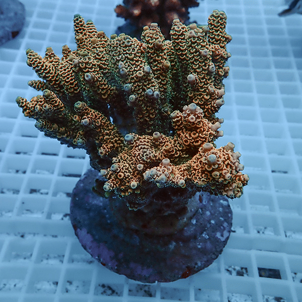 【サンゴ現物5】ブリードミドリイシ