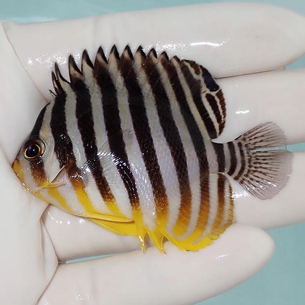 【現物5】シマヤッコ 6.5cm±