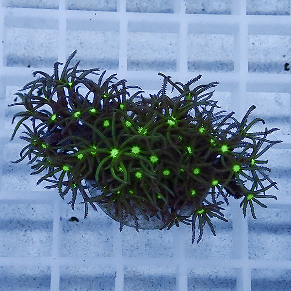 【サンゴ現物5】スターポリプ フラグ