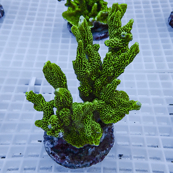 【サンゴ現物5】エダコモンサンゴ ブリード