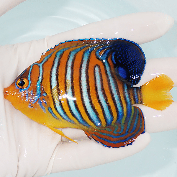 【現物5】モルディブ産インドニシキヤッコ 9.5cm±