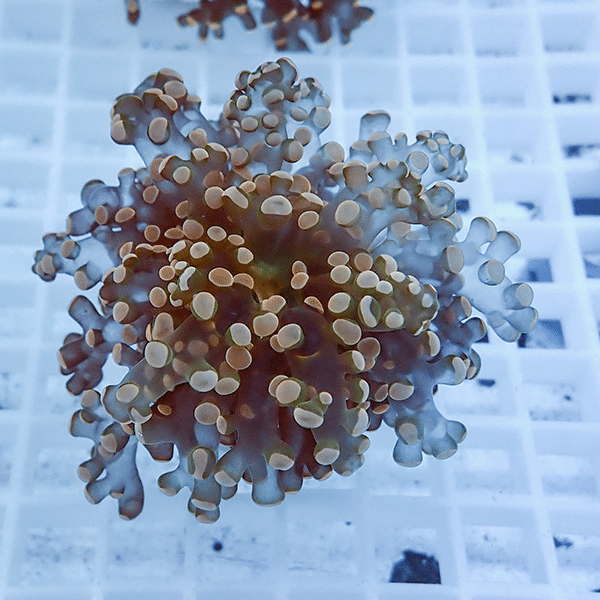 【サンゴ現物5】タコアシサンゴ フラグ