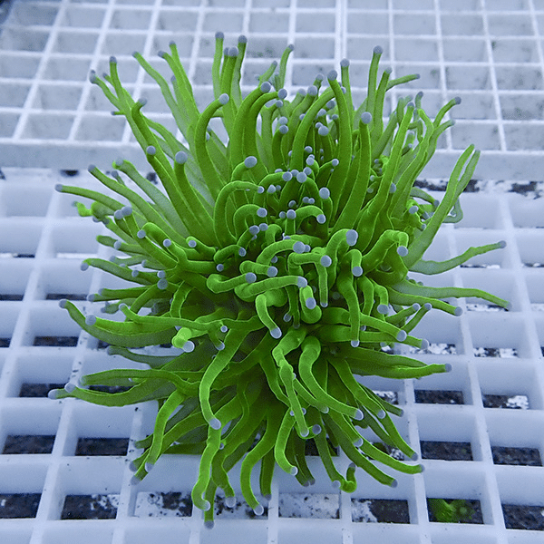 【サンゴ現物5】フラワーコーラルフラグ