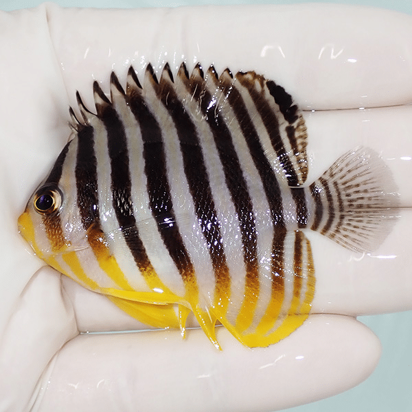 【現物5】シマヤッコ 6.5cm±