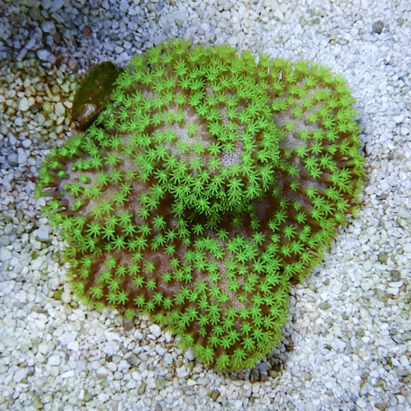 【サンゴ現物6】ウミキノコ メタリックグリーン 7-6cm