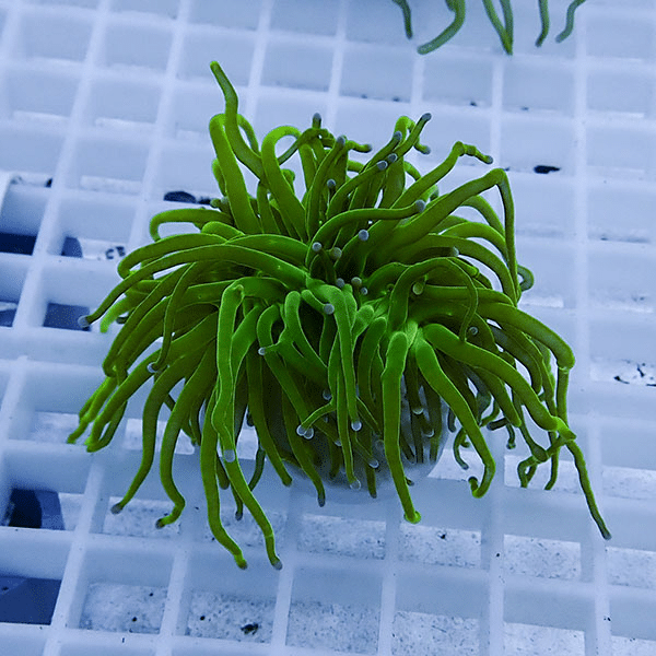 【サンゴ現物6】フラワーコーラルフラグ