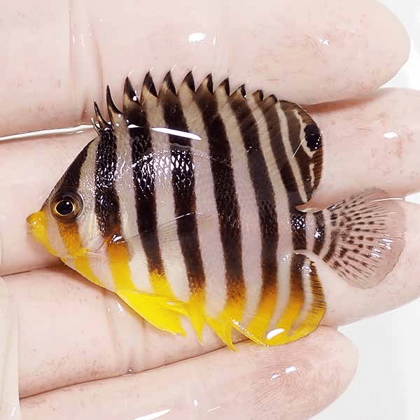 【現物6】シマヤッコ 5.7cm±