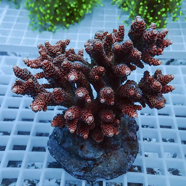 【サンゴ現物6】ブリードミドリイシ