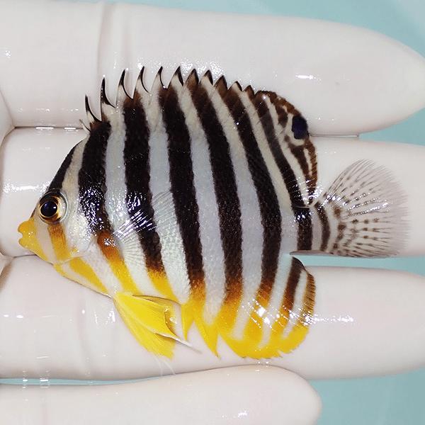 【現物6】シマヤッコ 5.5cm±